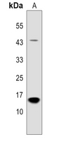 0 - Anti-PP15 Antibody AP53312