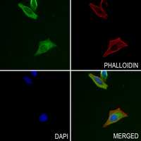 3 - Anti-NXPH3 Antibody AP53313