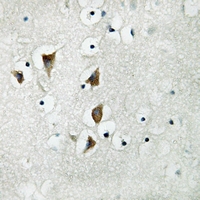 19 - Anti-NXPH3 Antibody AP53313