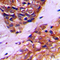 19 - Anti-PEX10 Antibody AP53314
