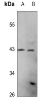 1 - Anti-PEX10 Antibody AP53314