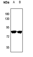1 - Anti-PRPF39 Antibody AP53315