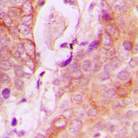 19 - Anti-RAB34 Antibody AP53316