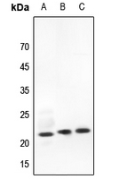 1 - Anti-RhoG Antibody AP53317