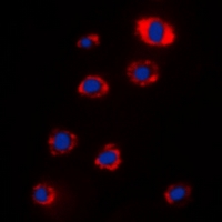 3 - Anti-RPS12 Antibody AP53319