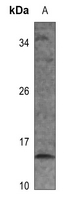 1 - Anti-RPS12 Antibody AP53319
