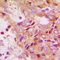 19 - Anti-RPS13 Antibody AP53320