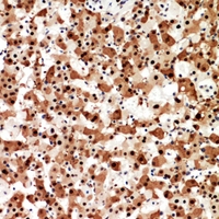 19 - Anti-Syntaxin 1A Antibody AP53323