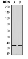 1 - Anti-Syntaxin 1A Antibody AP53323