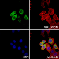 3 - Anti-TMBIM4 Antibody AP53325