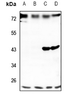 1 - Anti-TMBIM4 Antibody AP53325
