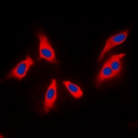 3 - Anti-XPLN Antibody AP53330