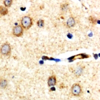 19 - Anti-XPLN Antibody AP53330