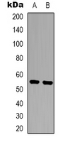 1 - Anti-XPLN Antibody AP53330