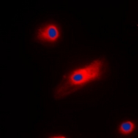 3 - Anti-Cone Arrestin Antibody AP53331