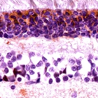 19 - Anti-Cone Arrestin Antibody AP53331