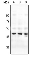1 - Anti-Cone Arrestin Antibody AP53331