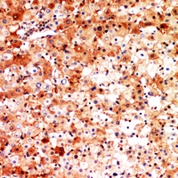 19 - Anti-CD276 Antibody AP53332