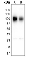1 - Anti-CD276 Antibody AP53332
