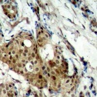 19 - Anti-CDK11B Antibody AP53333
