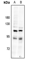 1 - Anti-CDK11B Antibody AP53333