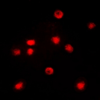 3 - Anti-C/EBP zeta Antibody AP53334