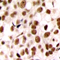 19 - Anti-C/EBP zeta Antibody AP53334