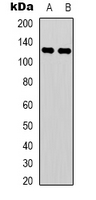 1 - Anti-C/EBP zeta Antibody AP53334