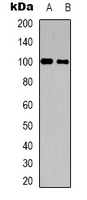 1 - Anti-CNTROB Antibody AP53335