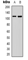 1 - Anti-Collagen 19 alpha 1 Antibody AP53336
