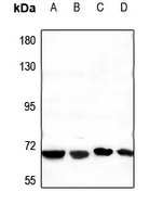 1 - Anti-CstF-64T Antibody AP53338