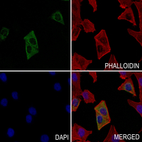 3 - Anti-DMGDH Antibody AP53341