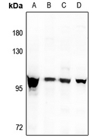1 - Anti-DMGDH Antibody AP53341