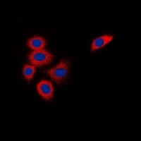 3 - Anti-DOK1 Antibody AP53342