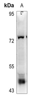 1 - Anti-DPF2 Antibody AP53343