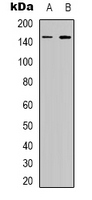 1 - Anti-EGFR (Phospho-S1026) Antibody AP53344
