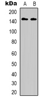 1 - Anti-HER3 (Phospho-Y1222) Antibody AP53346