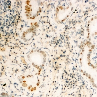 19 - Anti-FUBP3 Antibody AP53348
