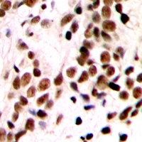 19 - Anti-GTF2IRD1 Antibody AP53349