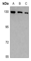 1 - Anti-GTF2IRD1 Antibody AP53349