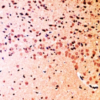 19 - Anti-SHIP2 Antibody AP53350