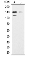 1 - Anti-SHIP2 Antibody AP53350