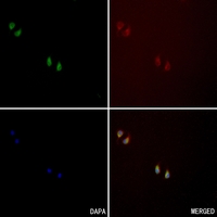 3 - Anti-CD61 Antibody AP53351