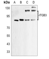 1 - Anti-CD61 Antibody AP53351