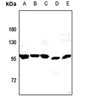 1 - Anti-LONP2 Antibody AP53352