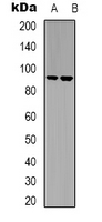 1 - Anti-LTK Antibody AP53353