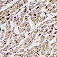 19 - Anti-MAPKAPK3 Antibody AP53354