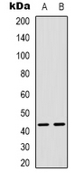1 - Anti-MAPKAPK3 Antibody AP53354