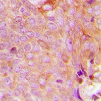 19 - Anti-MRPS9 Antibody AP53355