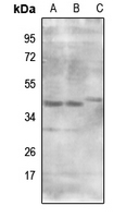 1 - Anti-MRPS9 Antibody AP53355